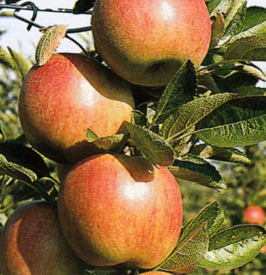 braeburn alma